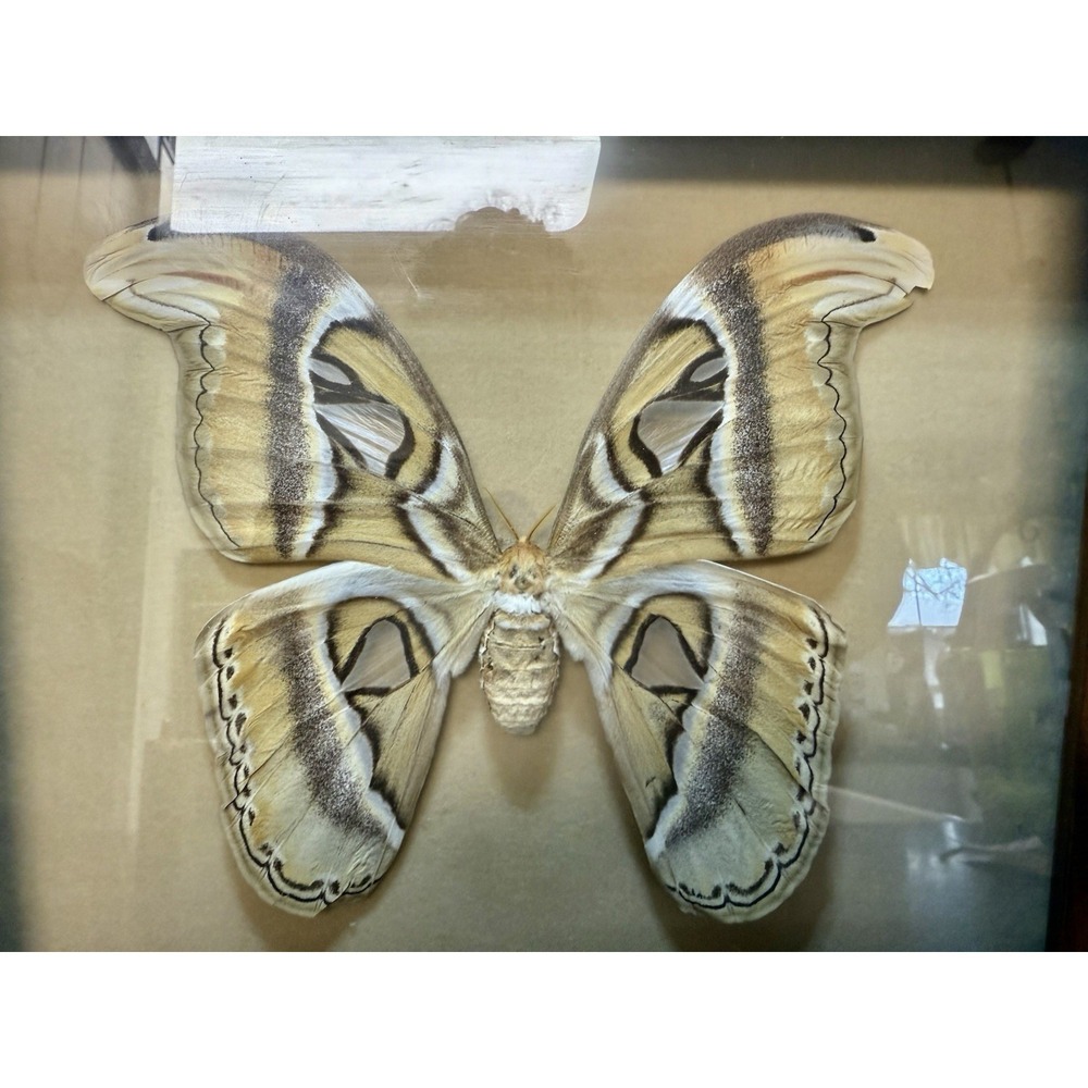 Vintage Framed Atlas Moth Attacus Atlas India Butterfly Man Laguna Beach - Picture 3 of 11